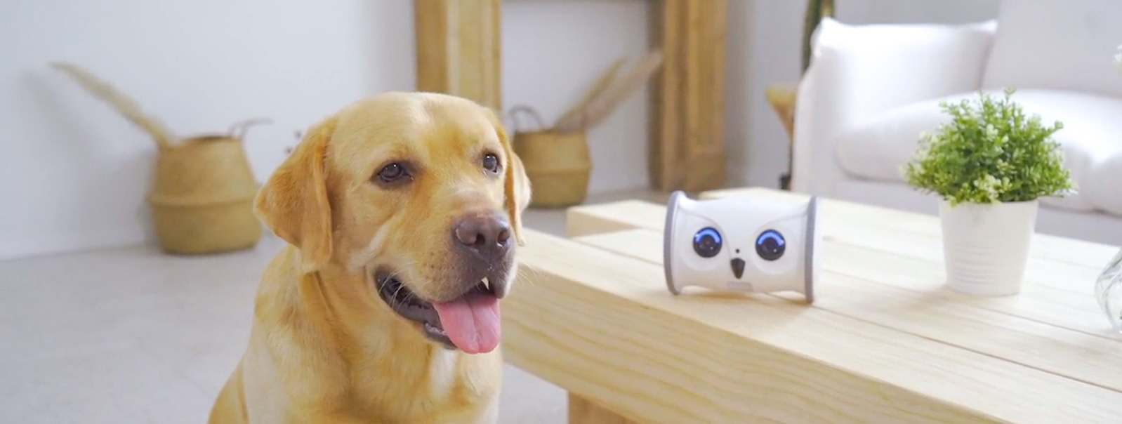 Owl robot - новая интерактивная игрушка для домашних животных